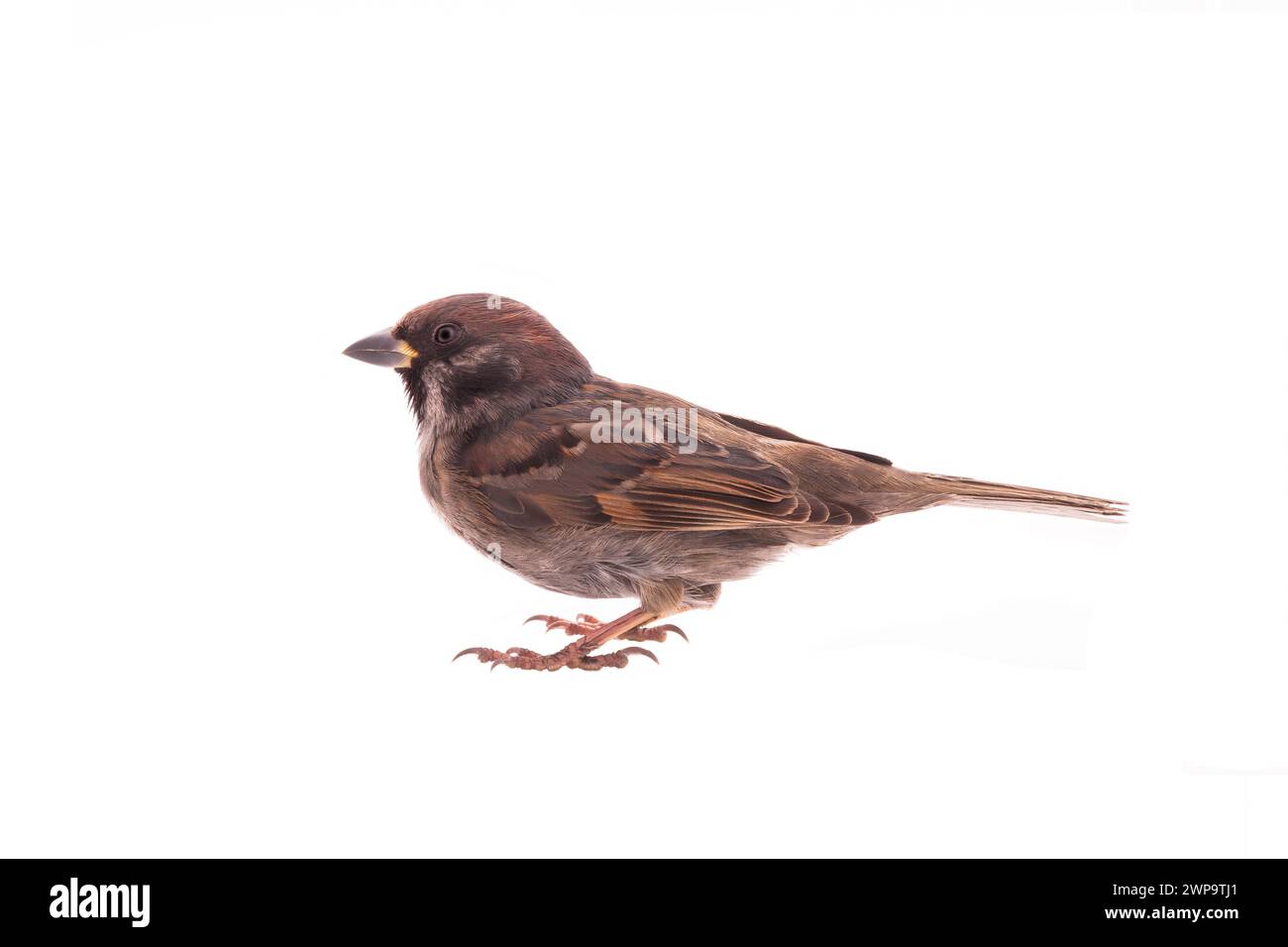 Sparrow isolé sur fond blanc Banque D'Images