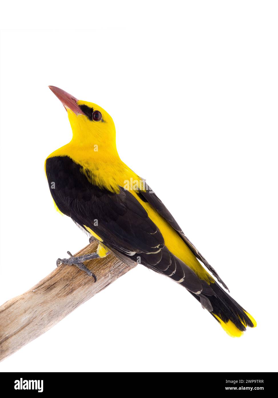 Curieux Oriole doré eurasien (Oriolus oriolus) isolé sur fond blanc Banque D'Images