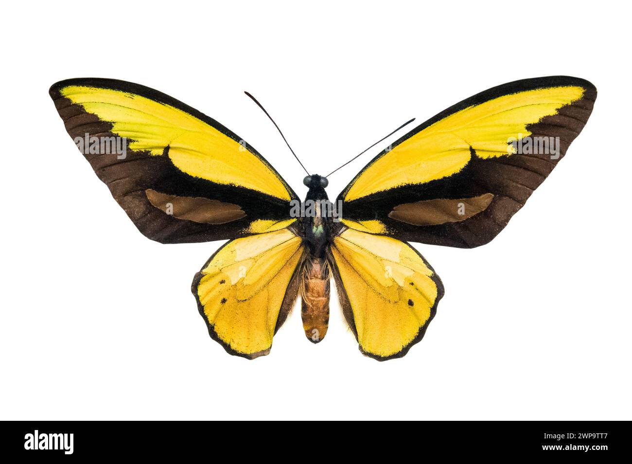 Papillon Ornithoptère croesus lydius isolé sur fond blanc Banque D'Images