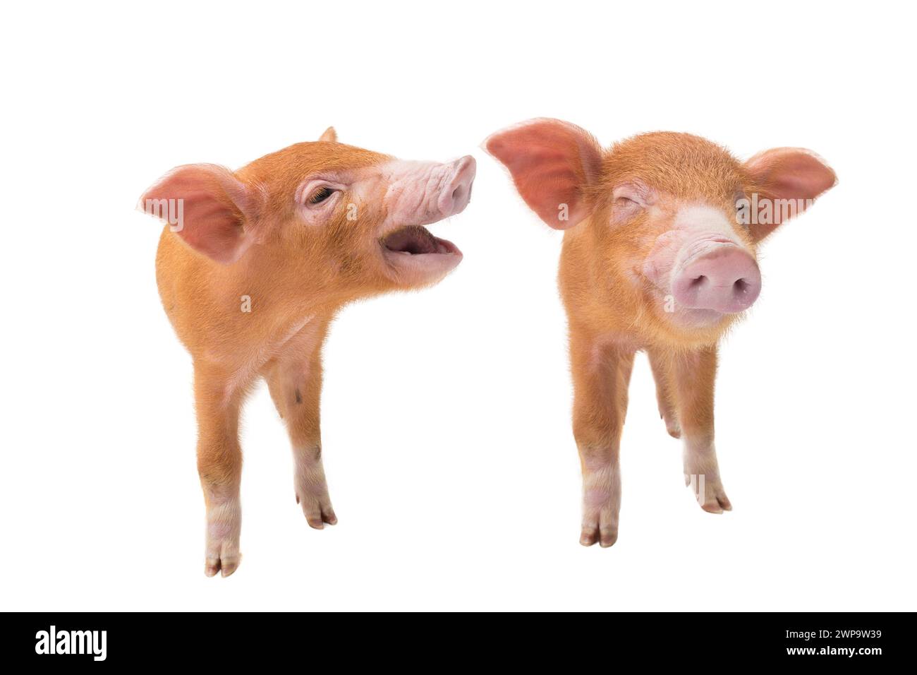 Deux cochons jaunes avec les yeux fermés isolés sur un fond blanc Banque D'Images