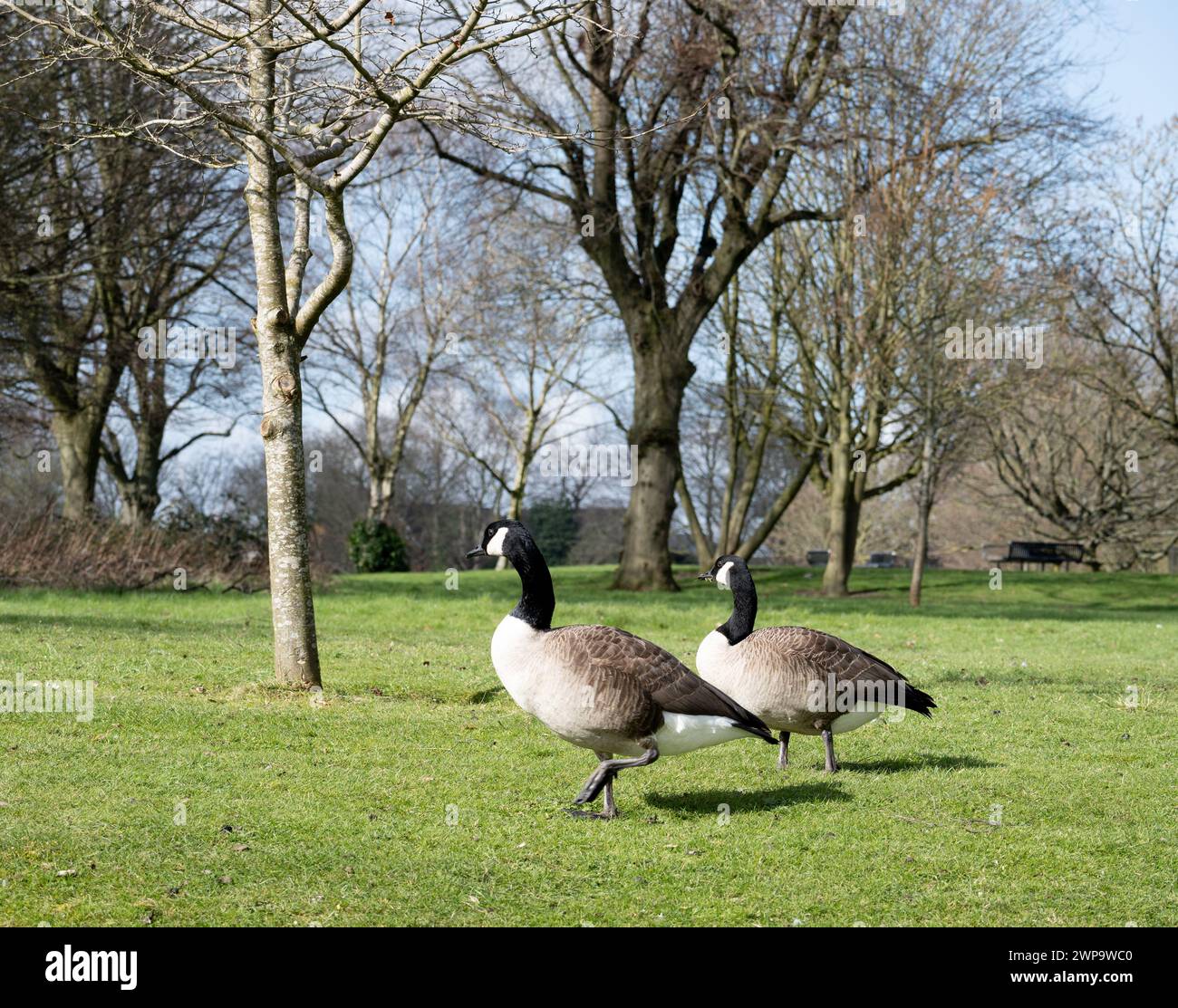 Bernaches du Canada dans Small Heath Park, Birmingham, West Midlands, Angleterre, Royaume-Uni Banque D'Images