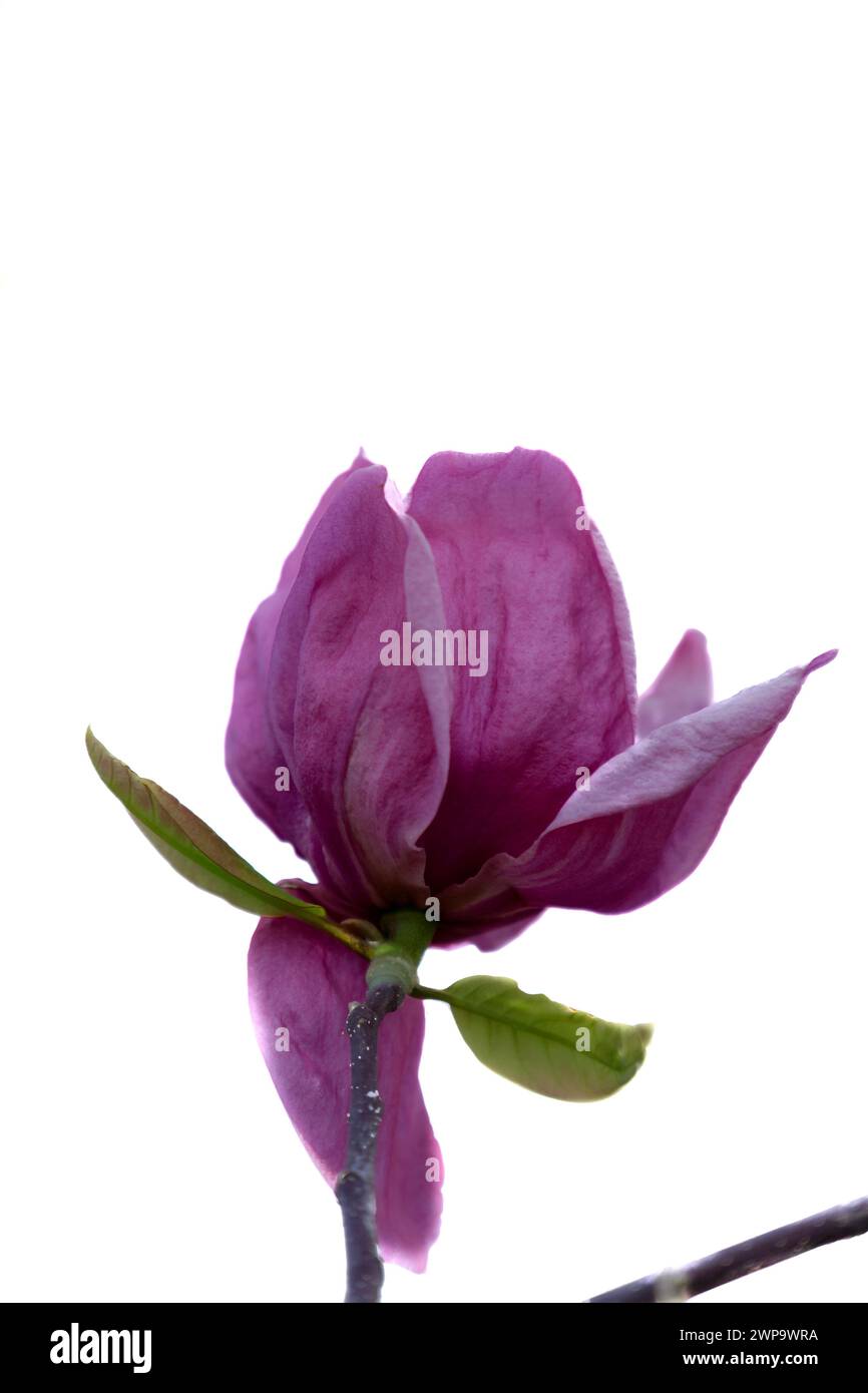 fleur de magnolia, magnolia grandiflora, isolé sur fond blanc et espace de copie Banque D'Images
