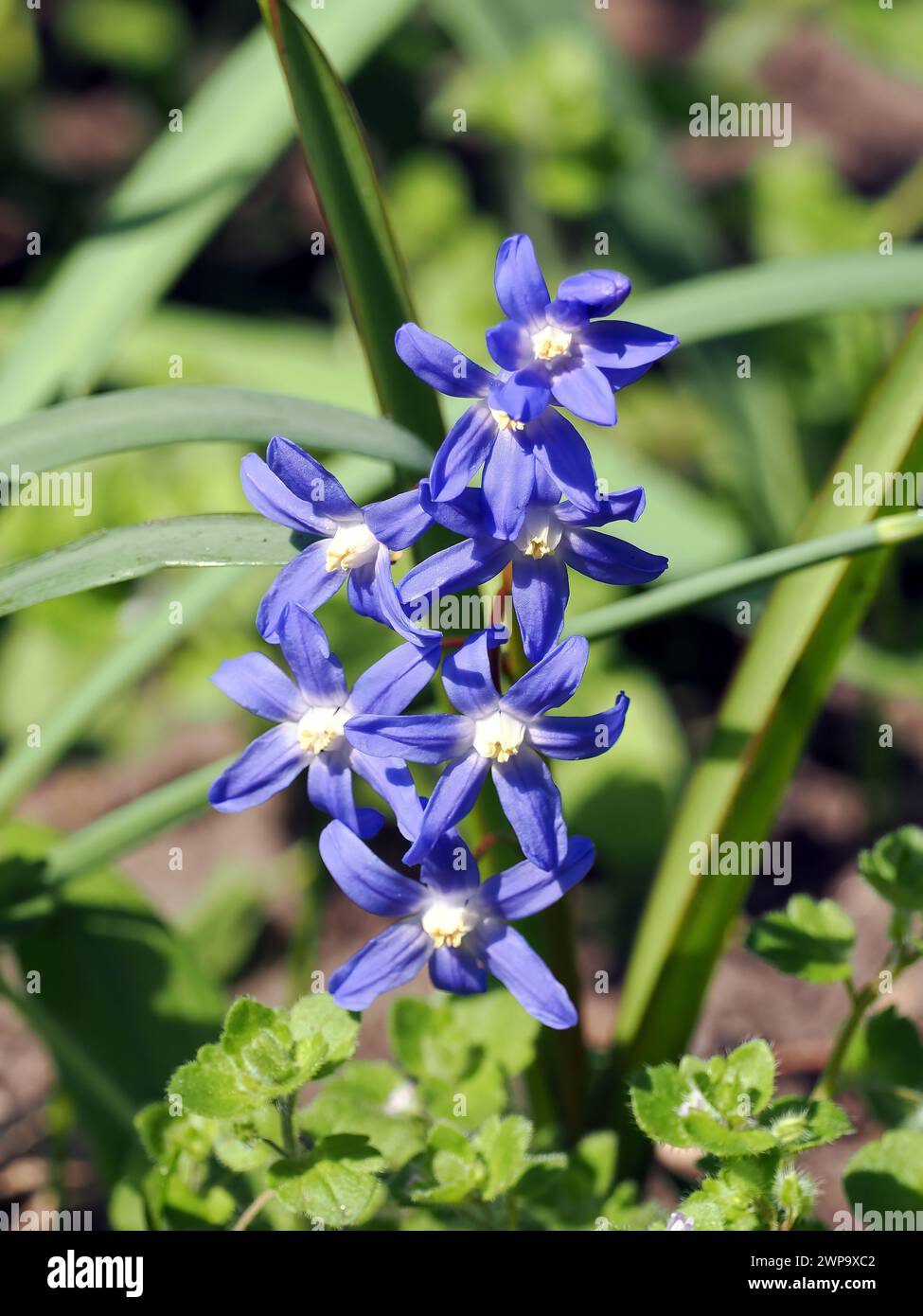 Gloire de la neige de Bossier, Gewöhnliche Sternhyazinthe, Scille de Lucile, Chionodoxa luciliae, fehérszemű hófény, Hongrie, Magyarország, Europe Banque D'Images