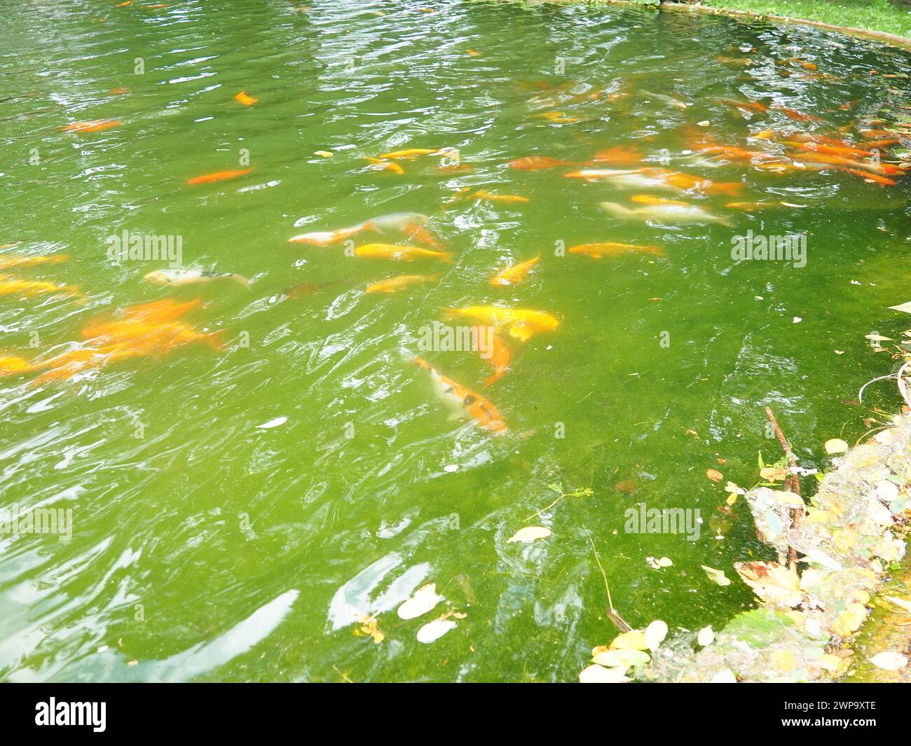 Les koi ou nishikigoi carpe brocart sont des poissons domestiqués ornementaux issus de la sous-espèce amour de Cyprinus carpio. Carpe eurasienne ou européenne, commune Banque D'Images