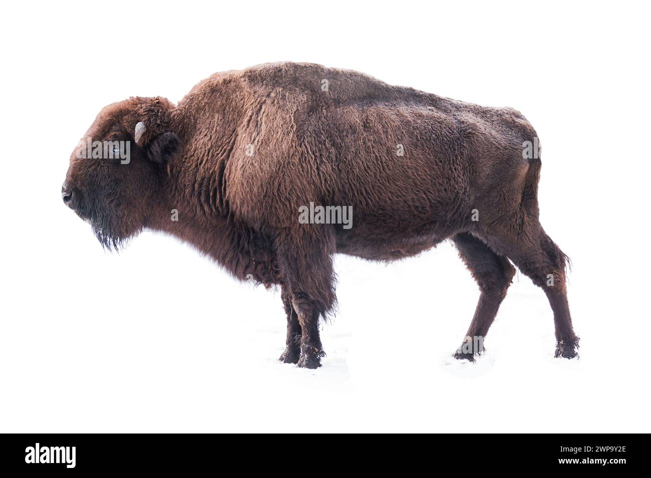 bison américain isolé sur un fond blanc Banque D'Images