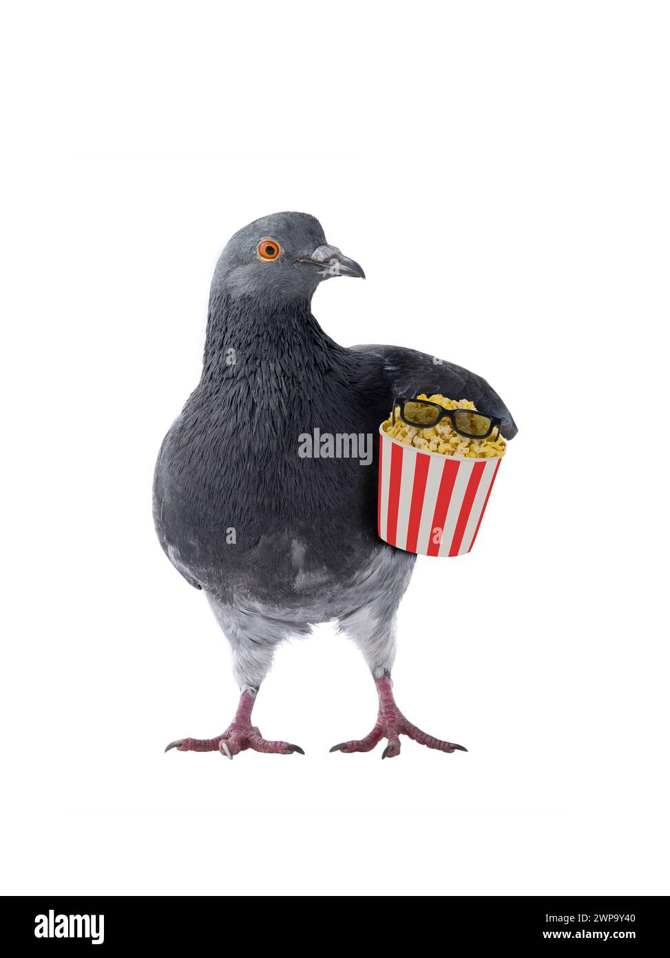 Colombe avec pop-corn dans un seau rouge avec des lunettes stéréo sur fond blanc Banque D'Images