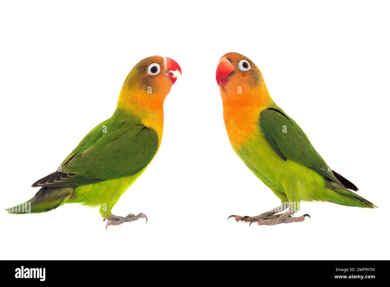 perroquet fischeri lovebird sur un fond blanc Banque D'Images