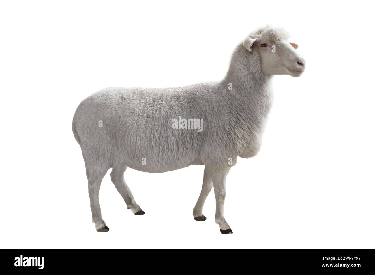 Les moutons isolé sur fond blanc Banque D'Images