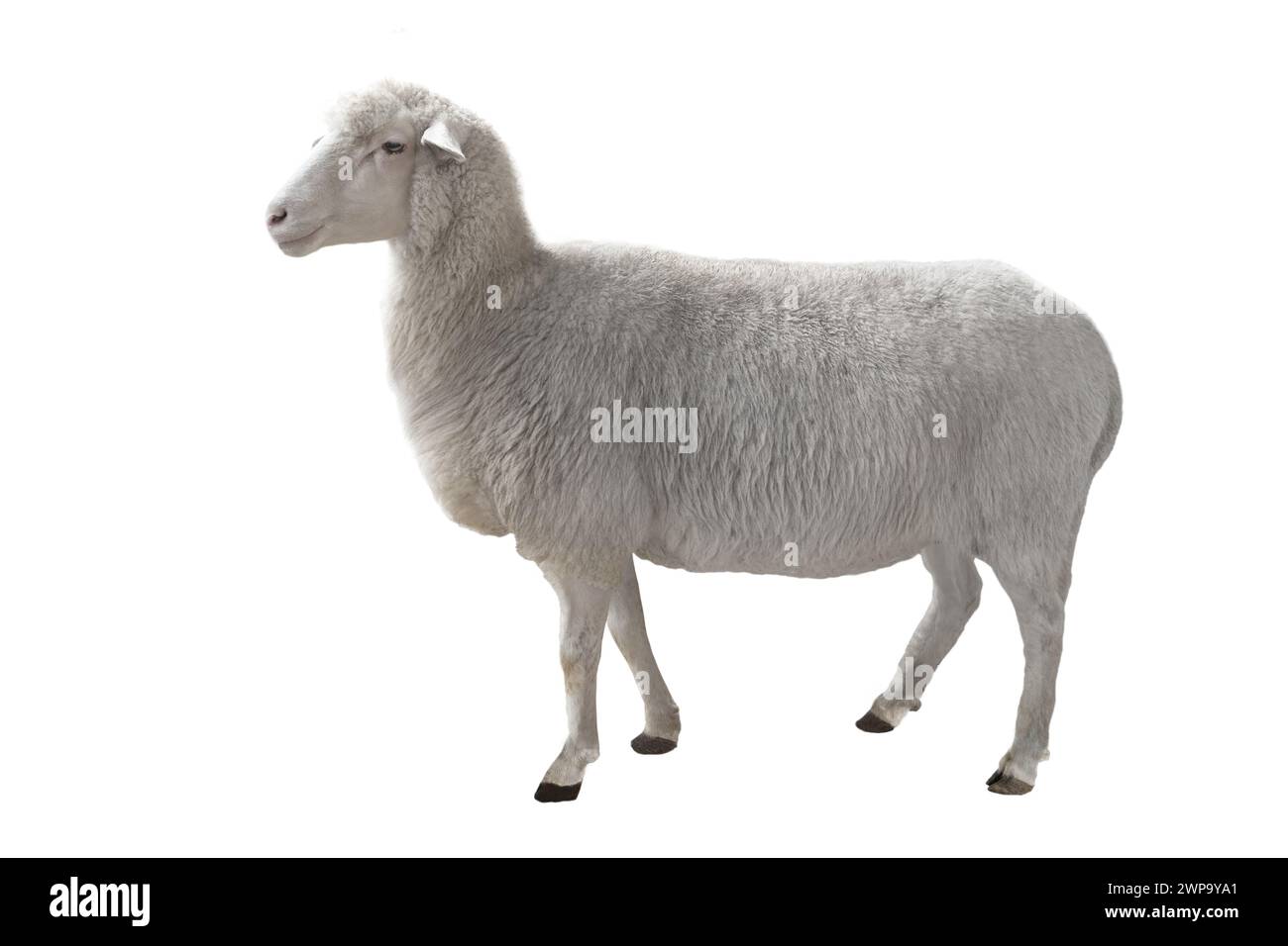 Les moutons isolé sur fond blanc Banque D'Images
