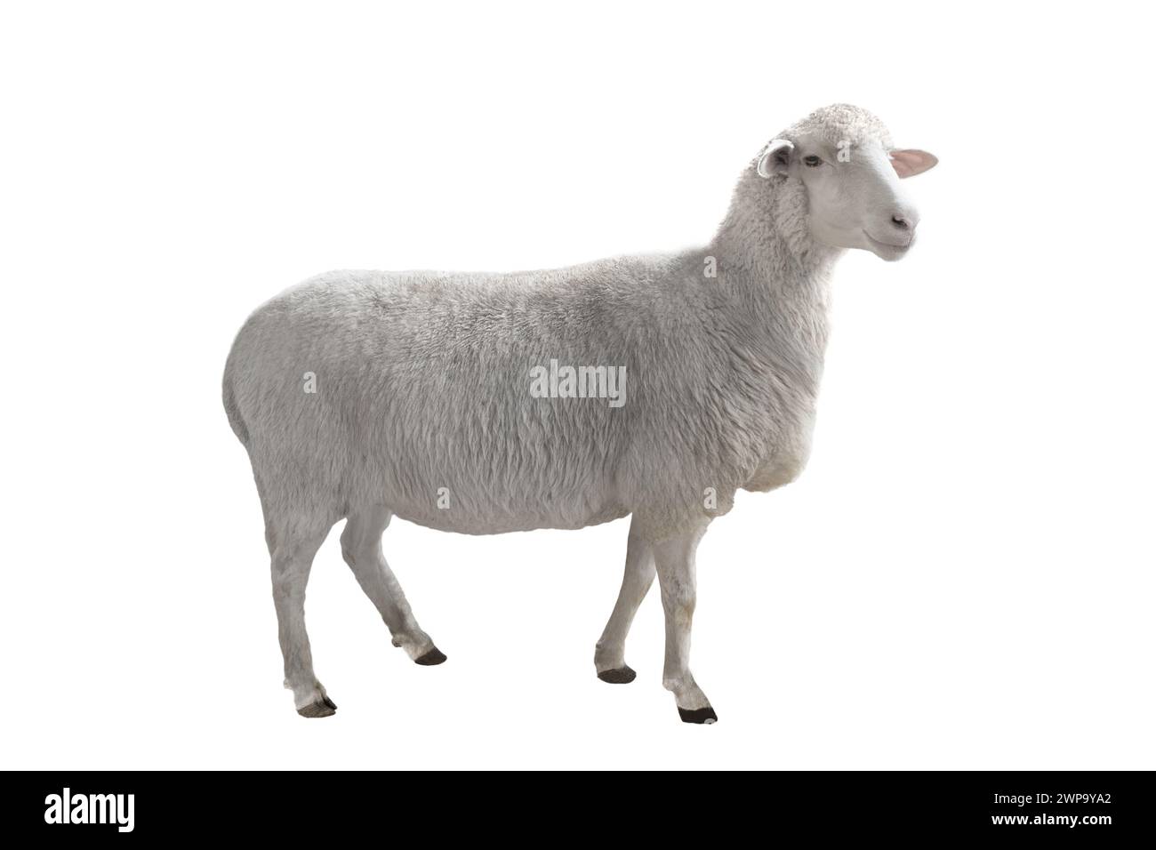Les moutons isolé sur fond blanc Banque D'Images