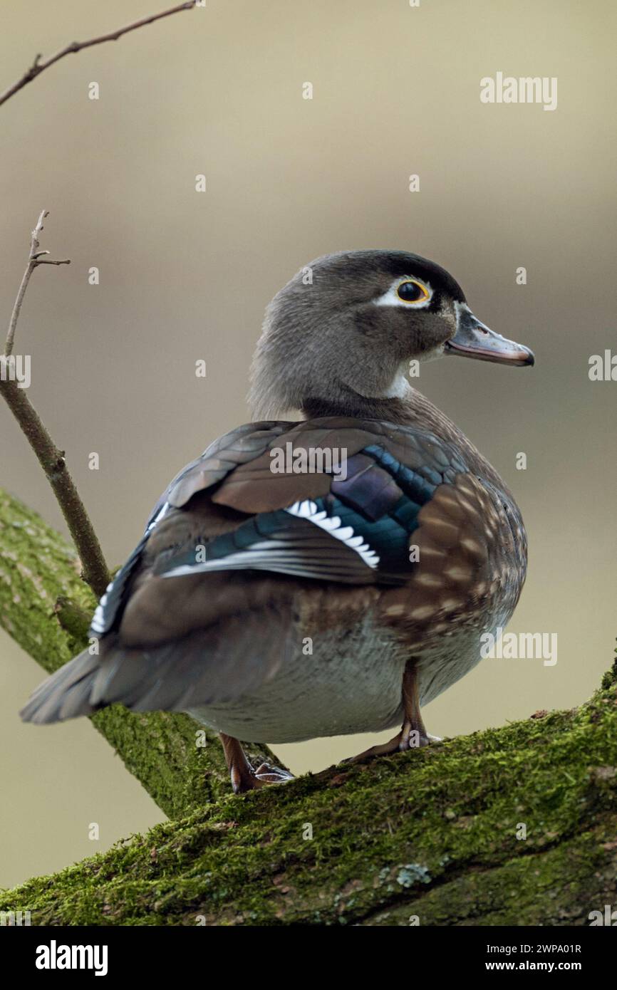 Jolie femelle Wood Duck / Carolina Duck ( Aix sponsa ) perchée dans un arbre, observant autour, la faune, l'Europe. Banque D'Images