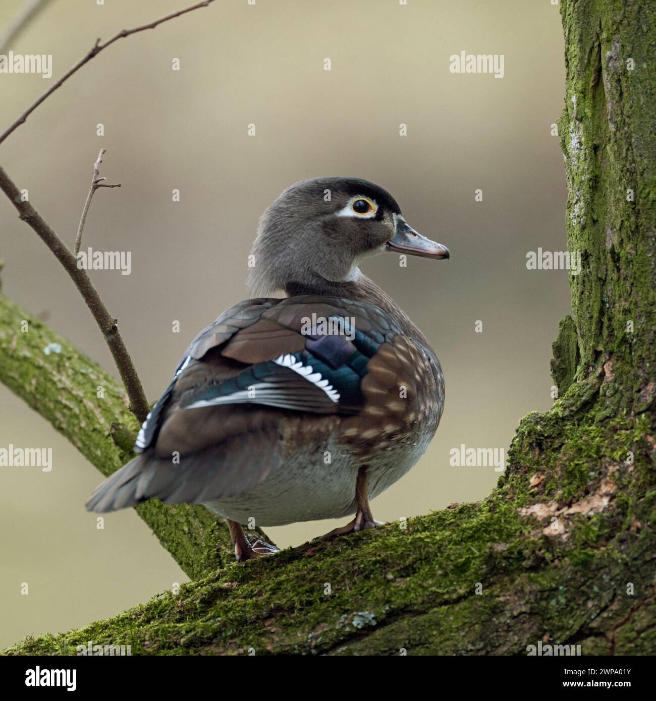 Jolie femelle Wood Duck / Carolina Duck ( Aix sponsa ) perchée dans un arbre, observant autour, la faune, l'Europe. Banque D'Images