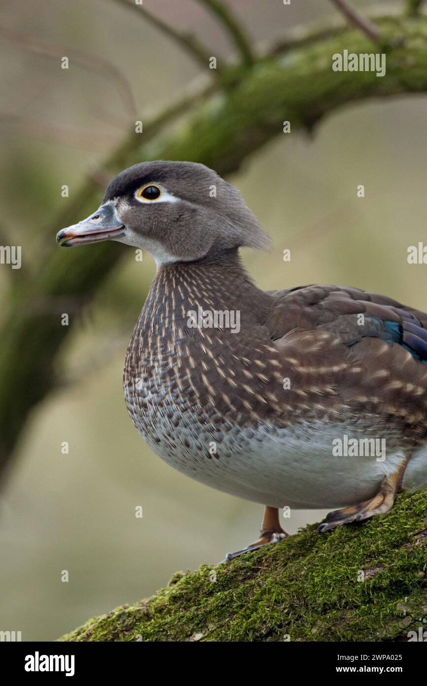 Wood Duck / Carolina Duck ( Aix sponsa ), jolie femelle ; en robe d'élevage, perchée sur un arbre, veille autour, attentif, sauvage, Europe. Banque D'Images