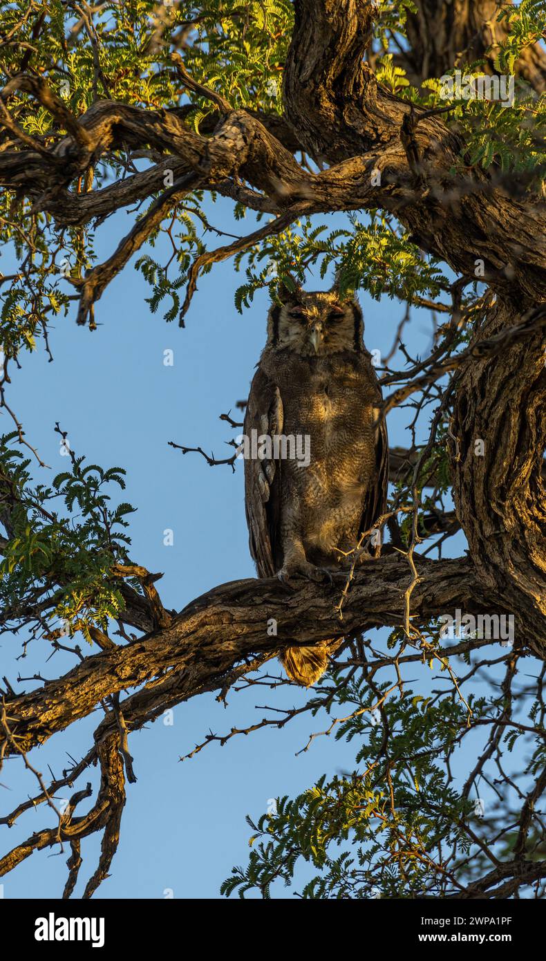 Cape Eagle-Owl sur la branche d'un arbre d'acacia Banque D'Images