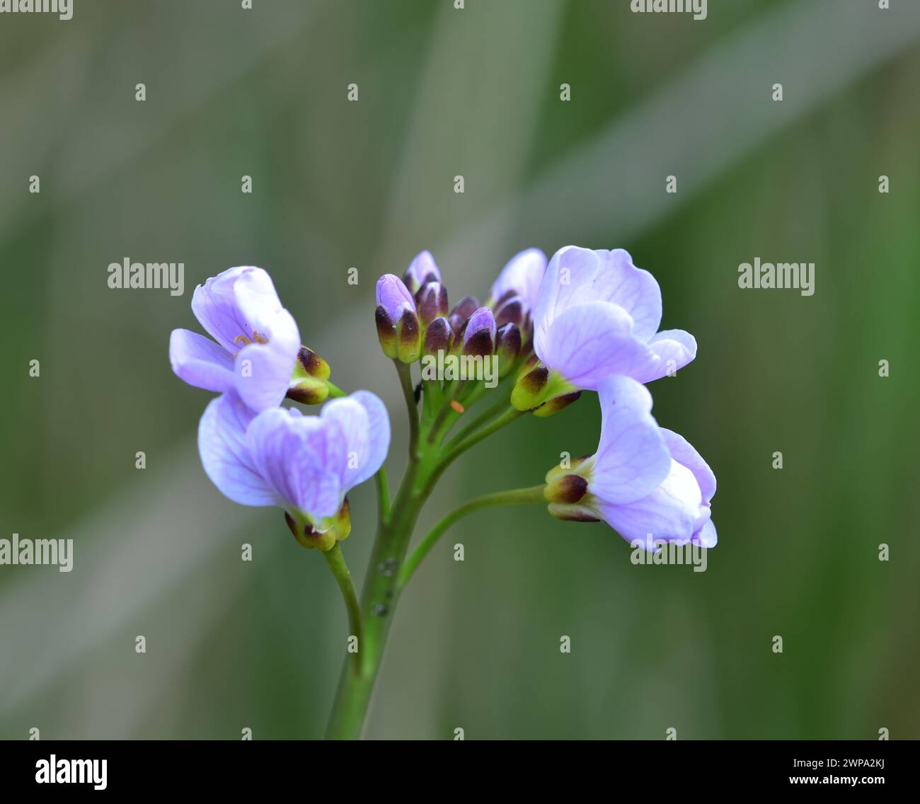 Cardamine Amara dans le soleil de printemps Banque D'Images