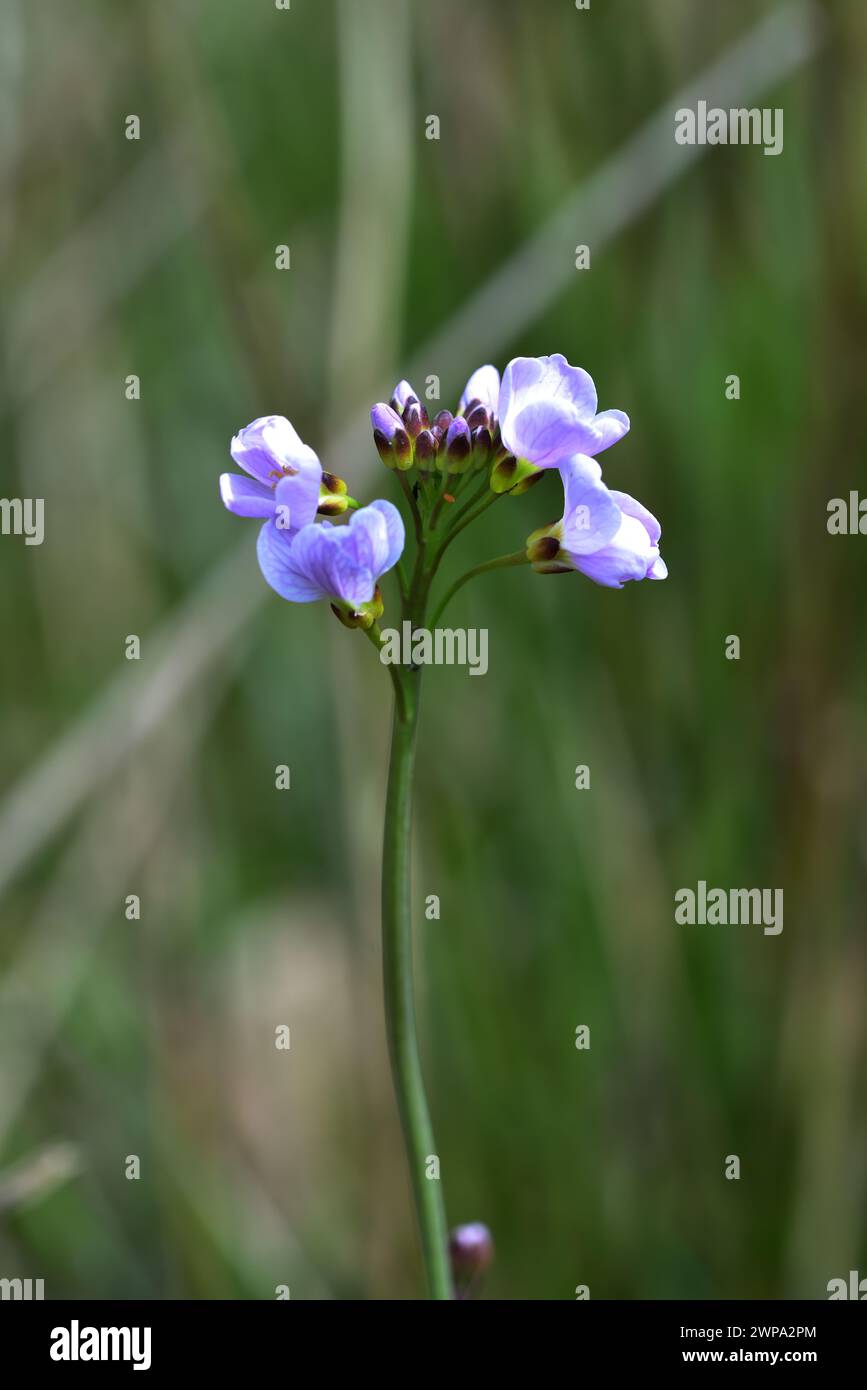 Cardamine Amara dans le soleil de printemps Banque D'Images
