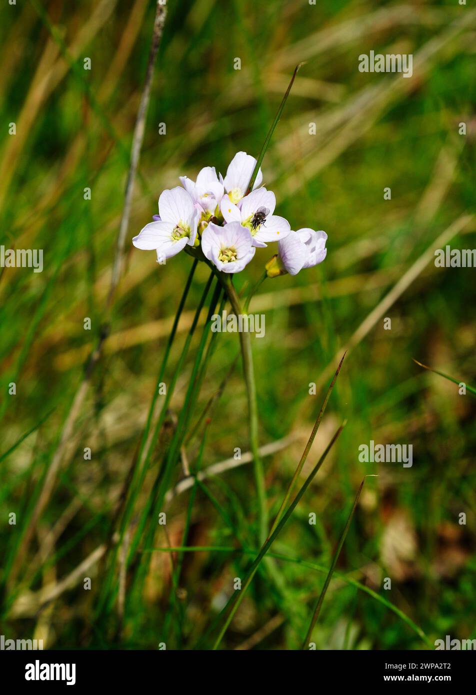 Cardamine Amara dans le soleil de printemps Banque D'Images