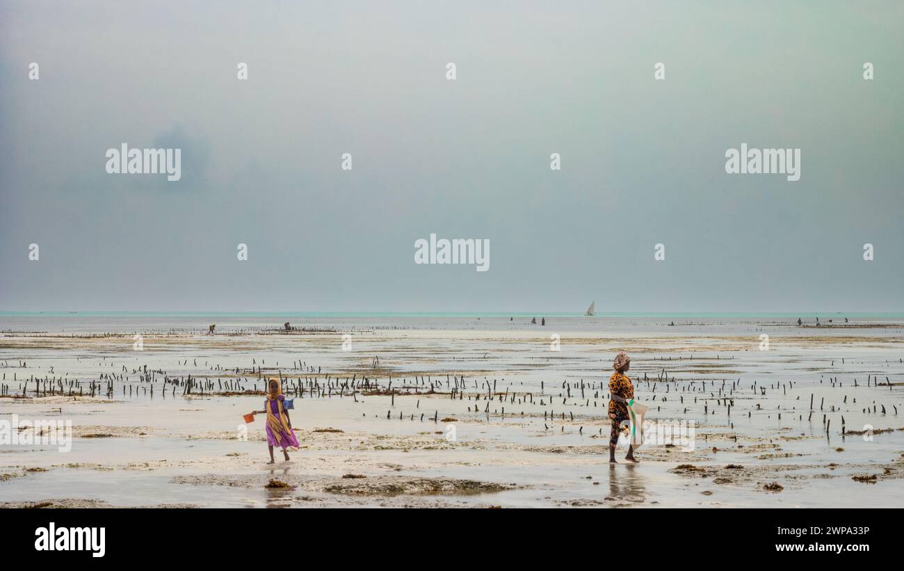 Une femme et sa fille à l'aube à marée basse vont cultiver des algues (Eucheuma denticulatum), Jambiani, Zanzibar, Tanzanie. Banque D'Images