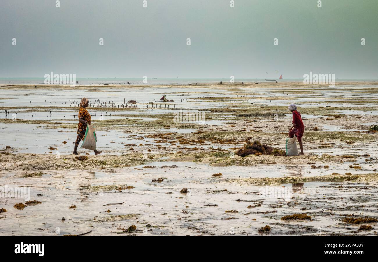 Femmes cultivant des algues (Eucheuma denticulatum) sur la plage de Jambiani à marée basse, Jambiani, Zanzibar, Tanzanie. Banque D'Images