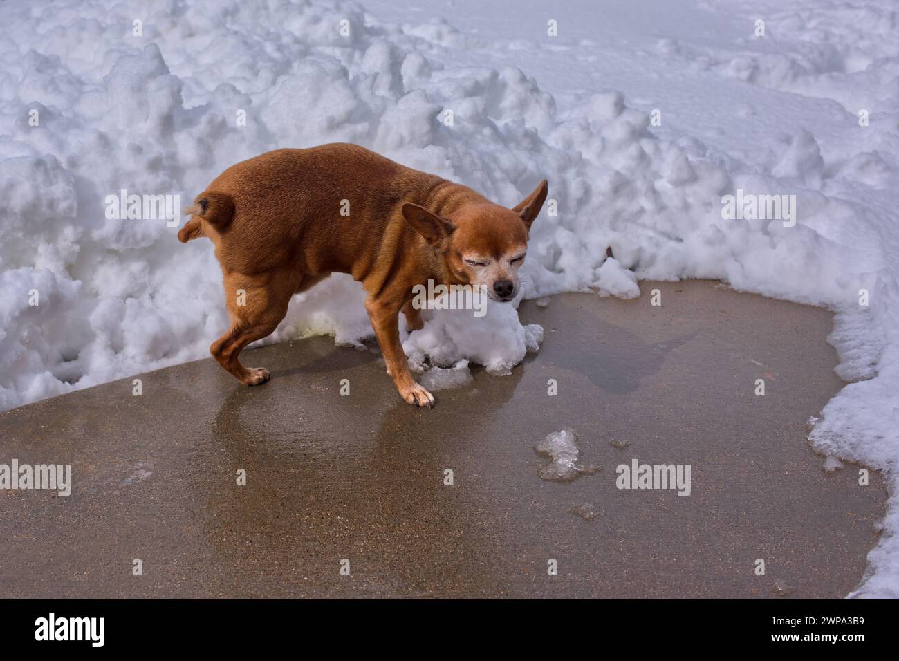 Un mâle âgé Chihuahua marquant un tas de neige après une récente tempête hivernale dans la vallée de Chino en Arizona. Banque D'Images