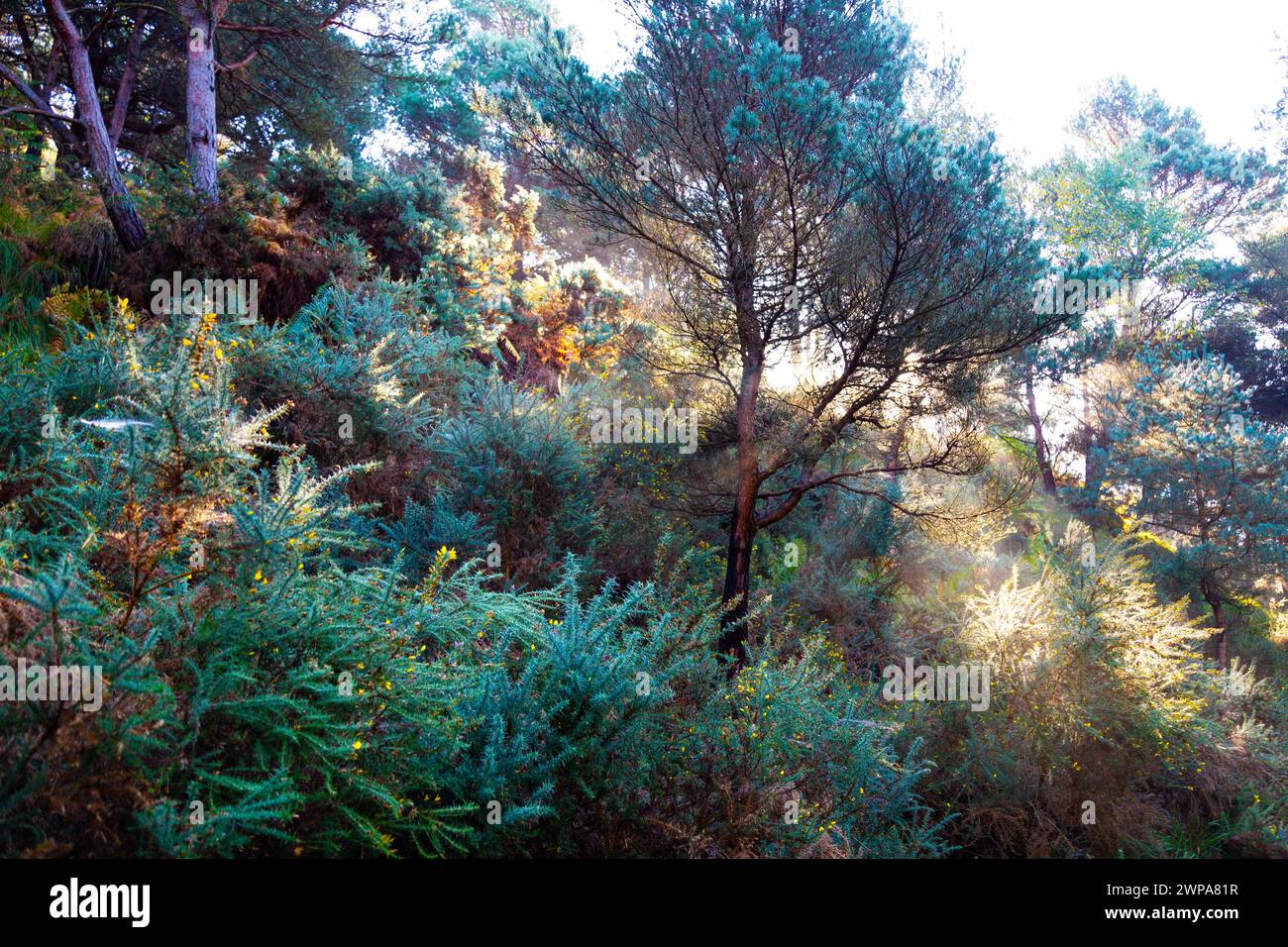 Des rayons de soleil brillent à travers les arbres dans un sentier forestier autour de la piscine bleue, Dorset, Royaume-Uni Banque D'Images