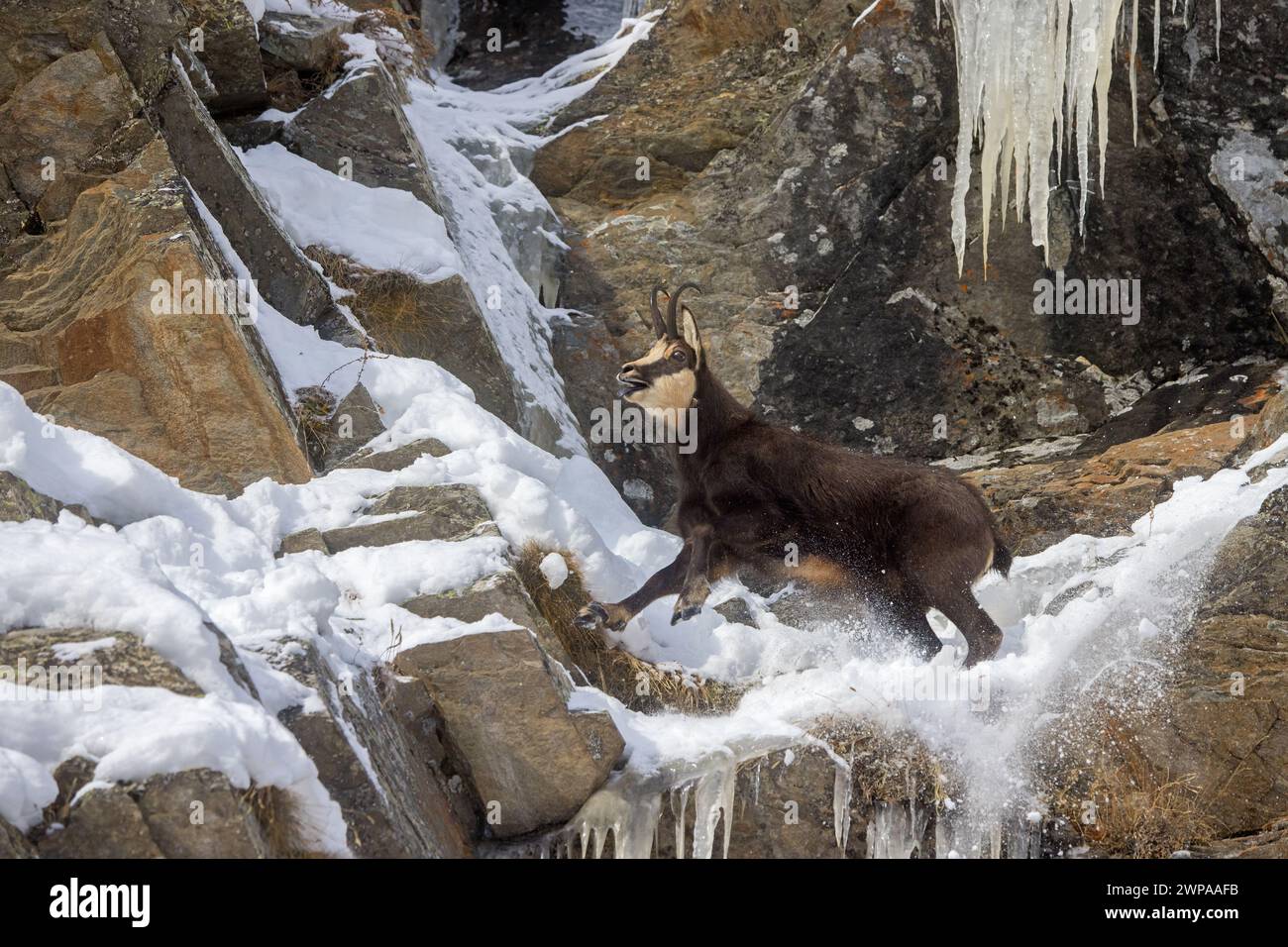 Chamois alpin (Rupicapra rupicapra) mâle appelant dans la face rocheuse enneigée abrupte pendant la saison d'ornit en hiver dans les montagnes des Alpes européennes Banque D'Images
