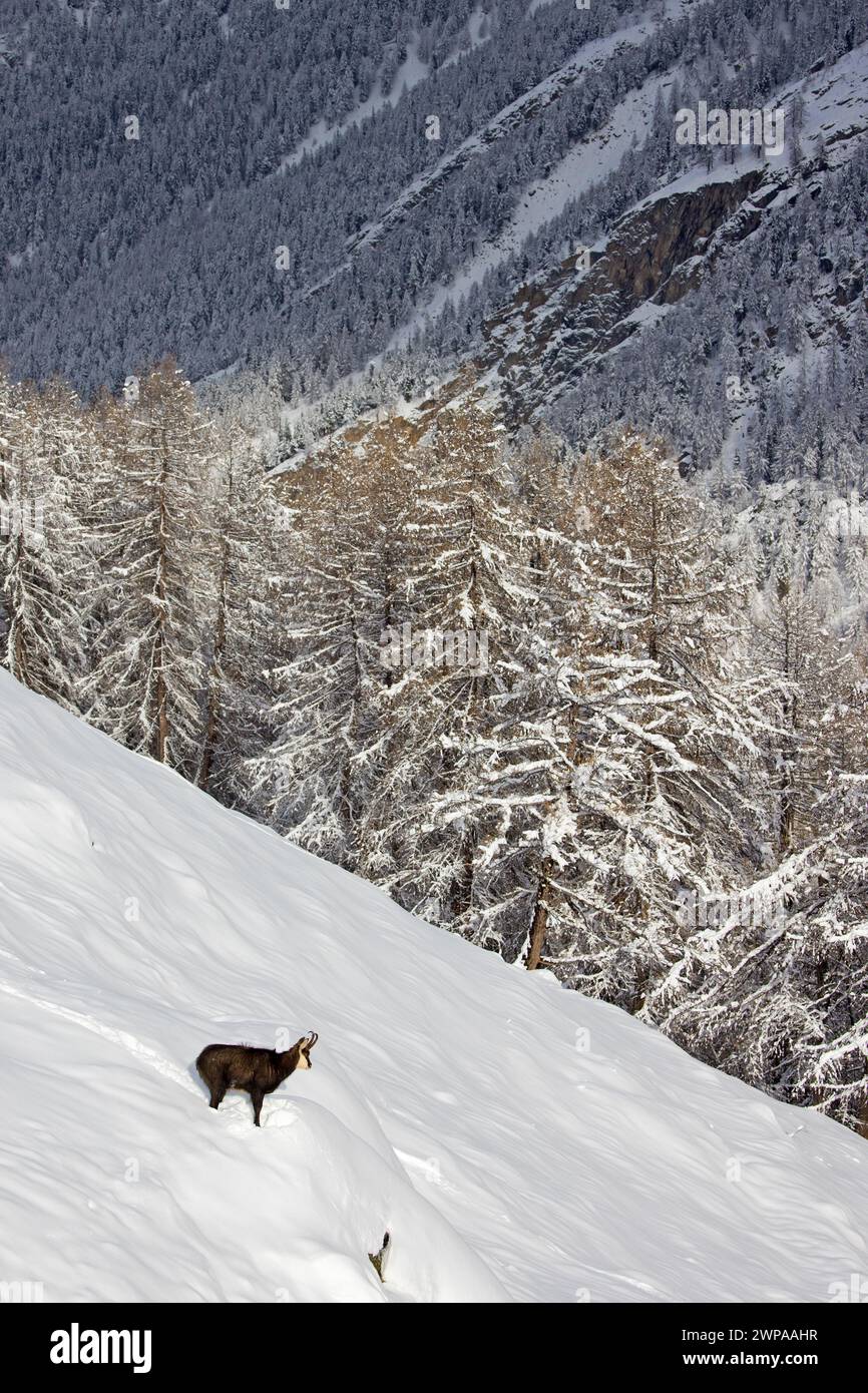 Chamois alpin (Rupicapra rupicapra) mâle solitaire en manteau d'hiver foncé dans la neige profonde sur la pente de montagne à la lisière de la forêt de mélèzes dans les Alpes européennes Banque D'Images