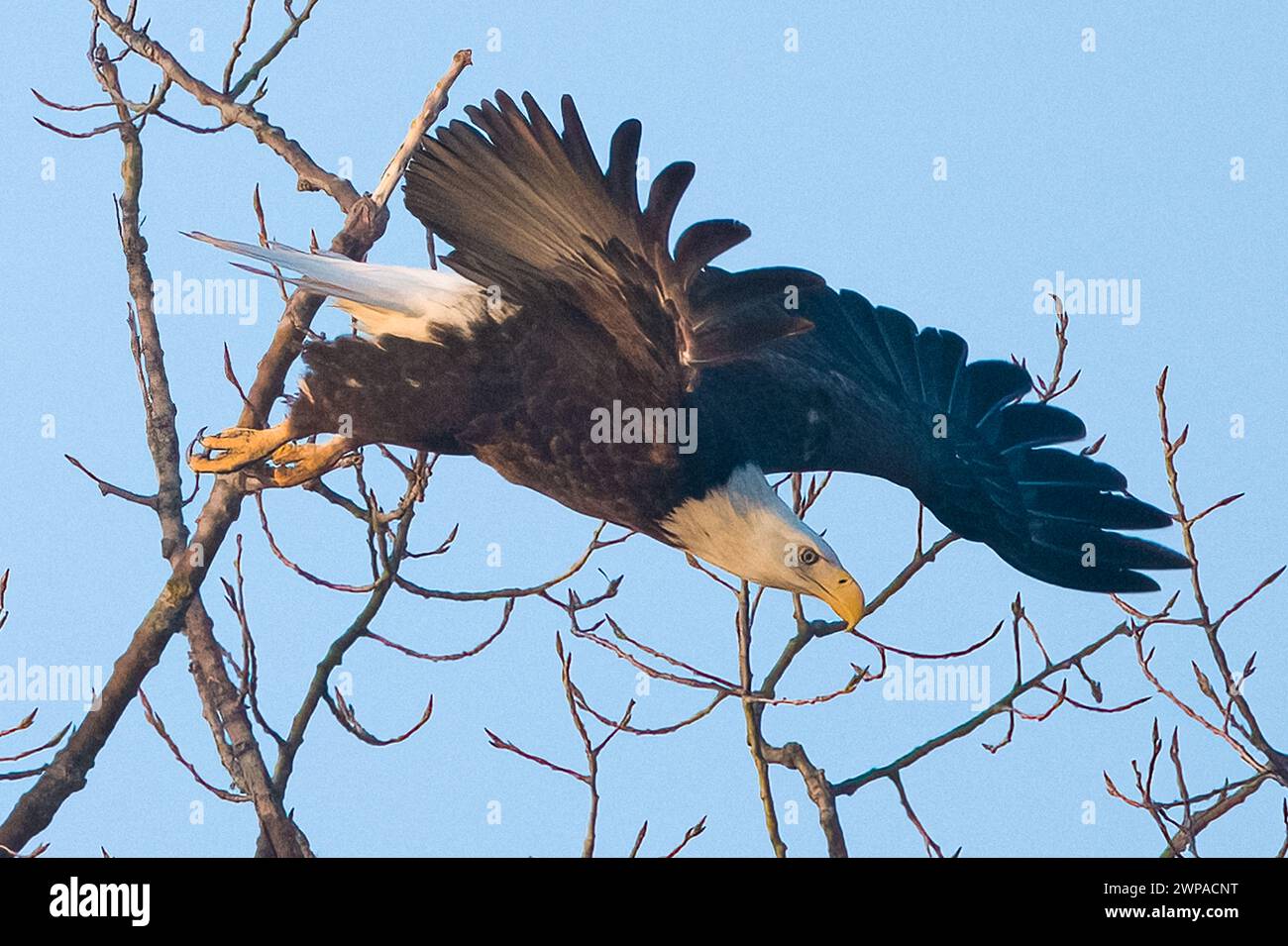 L'aigle chauve américain Banque D'Images