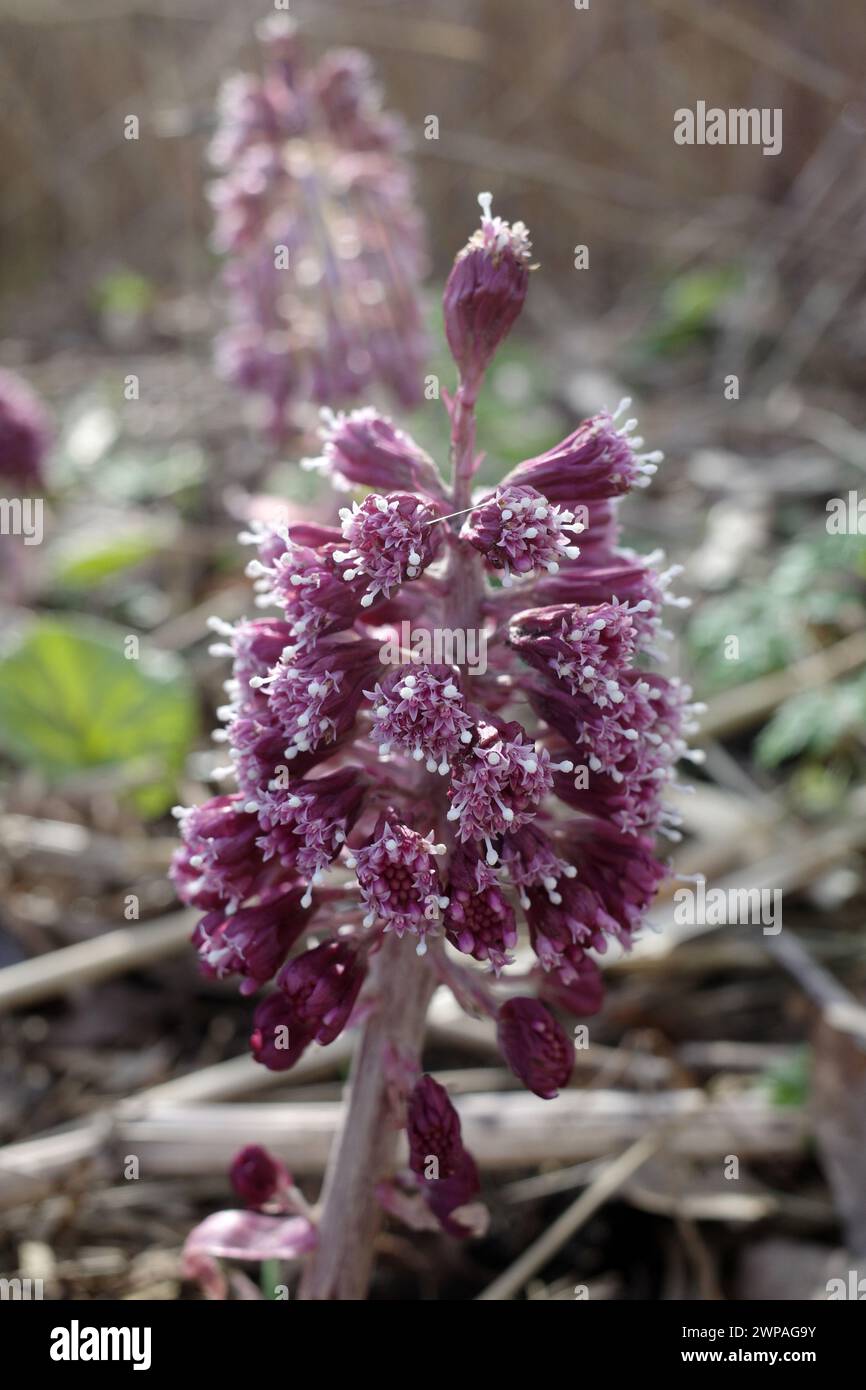 La fleur de Petasites hybridus apparaît en mars de cette année. Il a beaucoup plu et le sol a été trempé. Banque D'Images