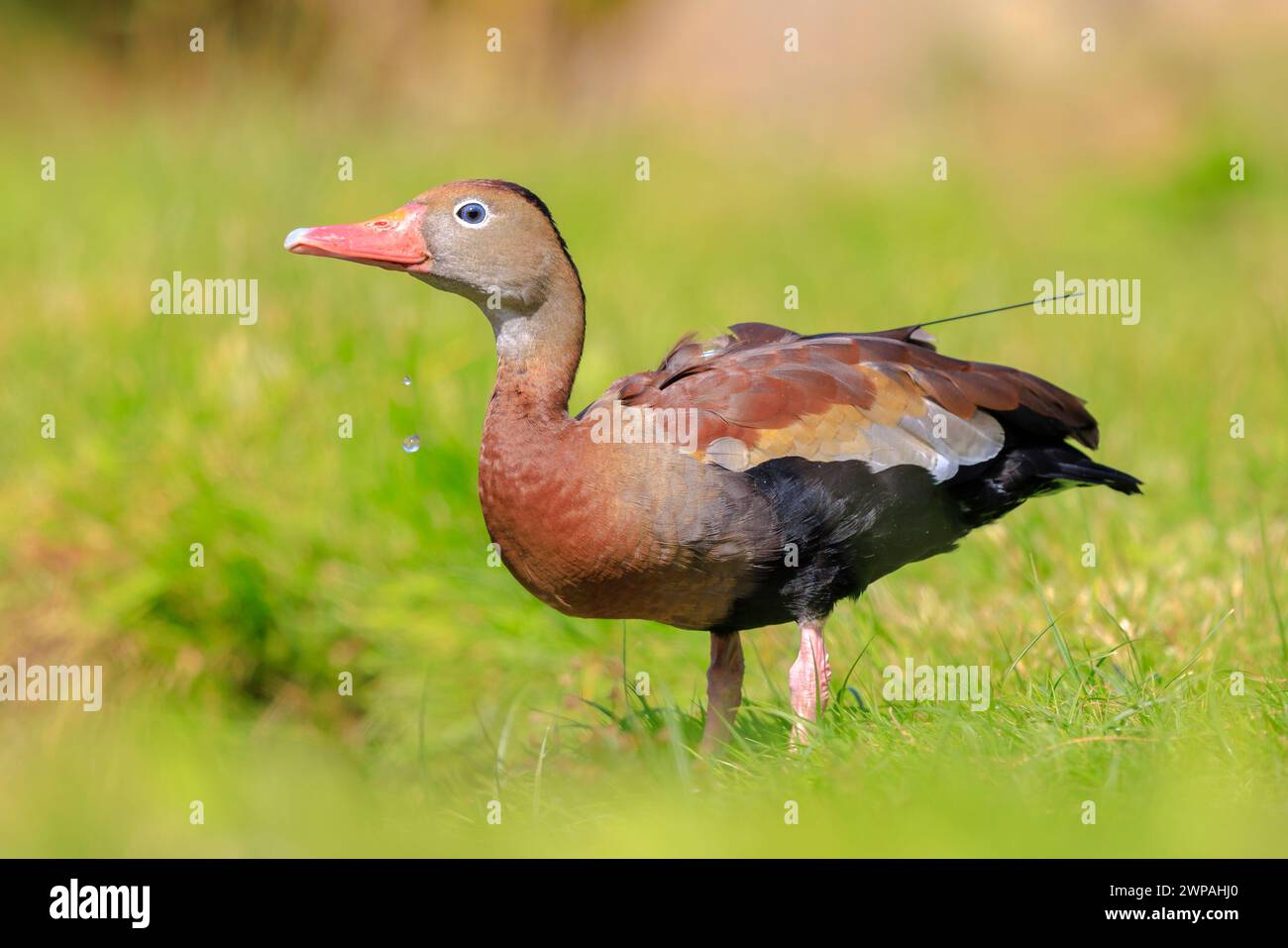 Gros plan d'un canard sifflant à ventre noir, Dendrocygna autumnalis, se nourrissant d'herbe Banque D'Images