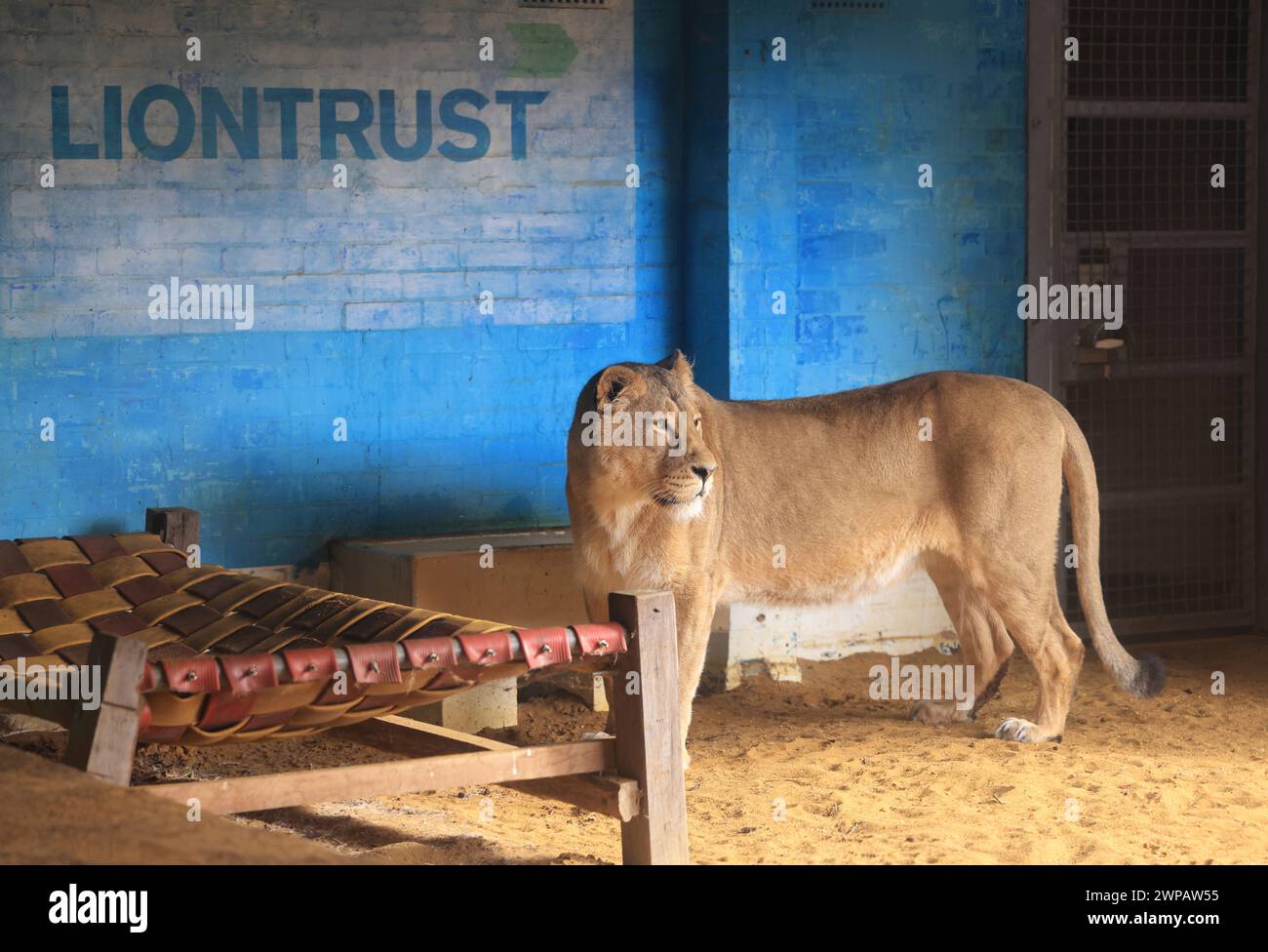 Ayra, lionne asiatique au pays des Lions, au zoo de Londres, à Regents Park, au Royaume-Uni Banque D'Images