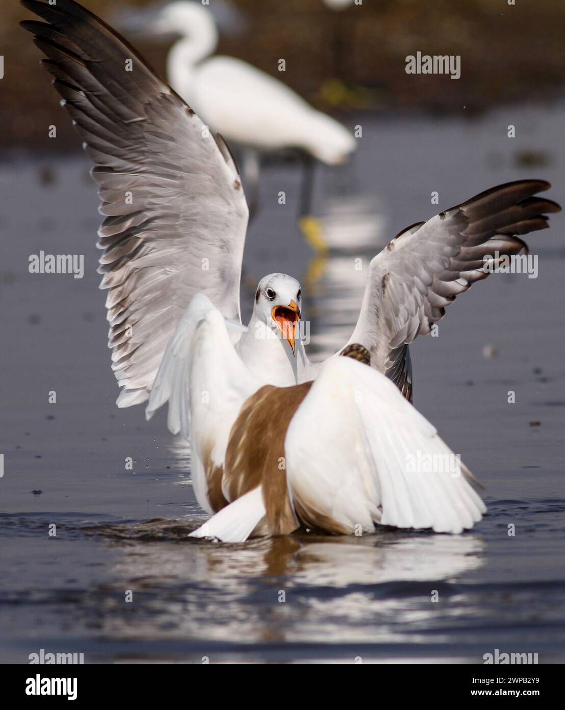 Une mouette planant gracieusement au-dessus de l'eau, les ailes déployées. Banque D'Images