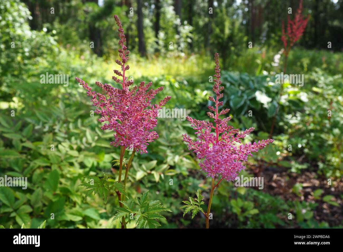 Astilbe, plante vivace de la famille des saxifrages Saxifragaceae. Fausse spirée ou fausse barbe de chèvre. Les fleurs sont petites roses, lilas ou violettes Banque D'Images