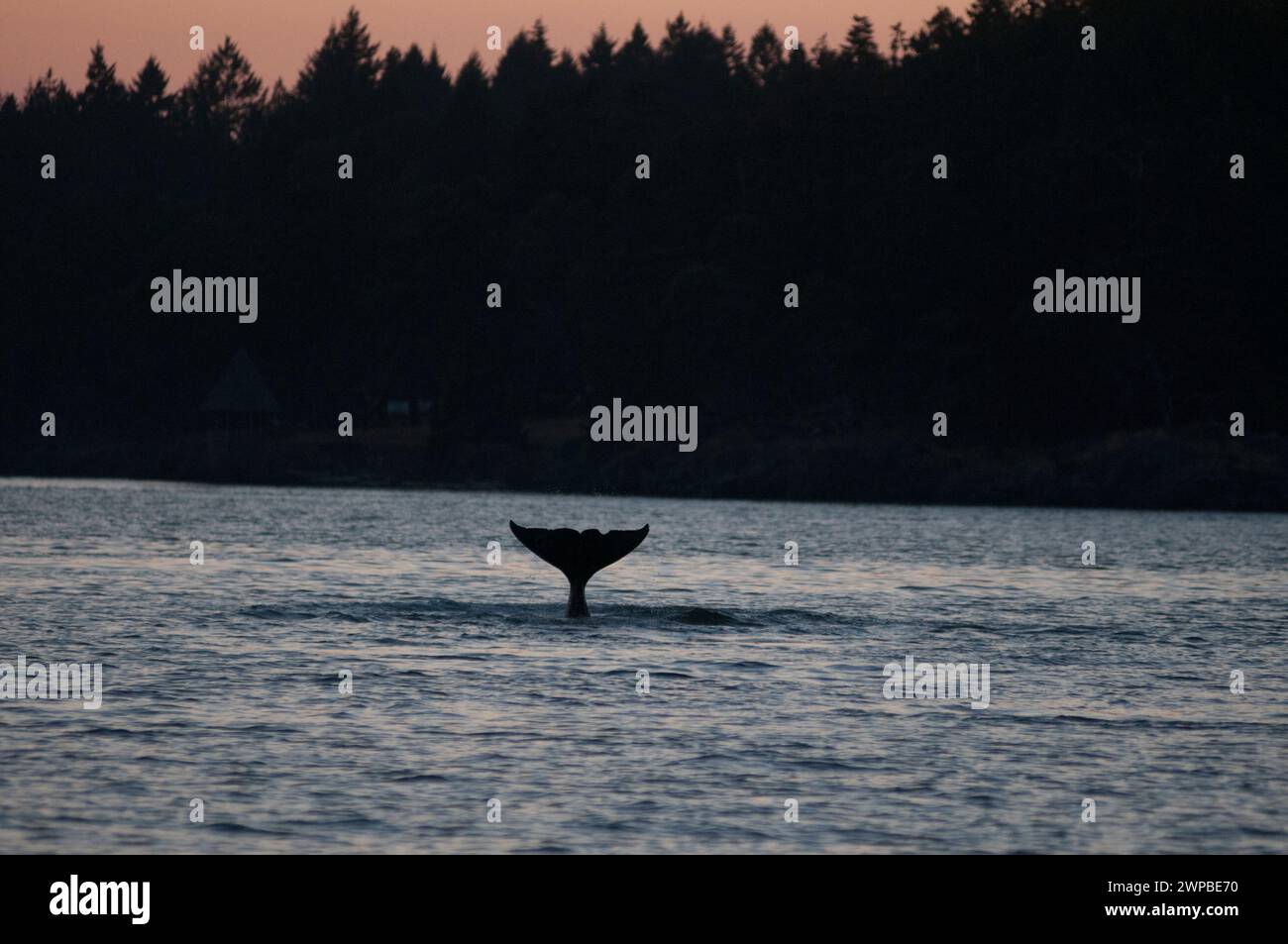 Orca transitoire ou Bigg's Killer Whale, mer des Salish, British Columbia, Canada, Région du Pacifique Banque D'Images