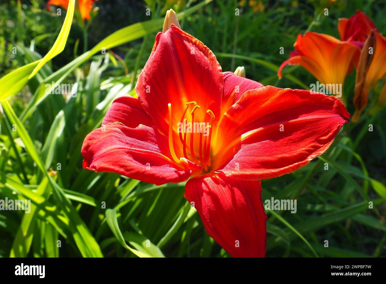 Hemerocallis hybride Anzac est un genre de plantes de la famille Lilaynikov Asphodelaceae. Belles fleurs de lis rouges avec six pétales. Long vert mince Banque D'Images