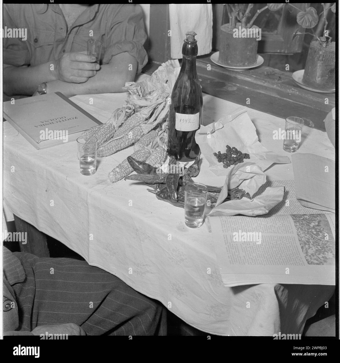 Photographie d'une table avec des produits agricoles de l'élevage de Piotr Przemysławski à Zbuczyn en 1954, y compris du maïs moldave, du poivre turc, du porc chinois et des raisins secs grecs. Banque D'Images
