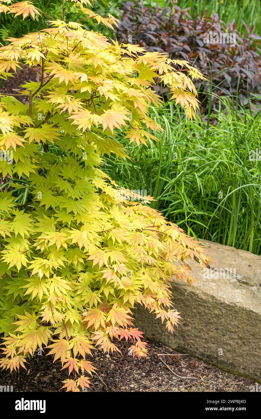 Érable Shirasawa, érable pleine lune (Acer shirasawanum 'Autumn Moon', Acer shirasawanum Autumn Moon), cultivar Autumn Moon Banque D'Images