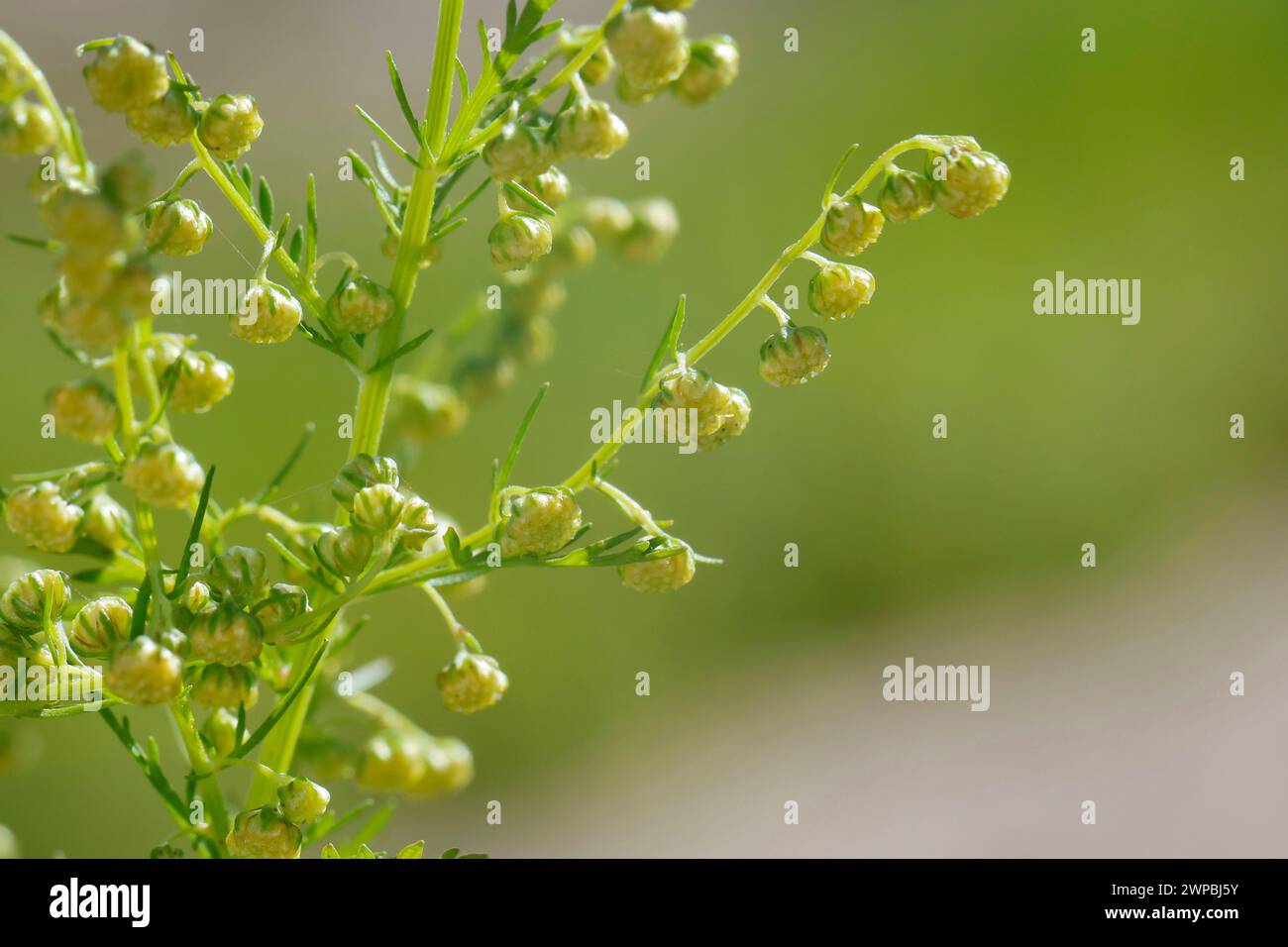 Armoise douce, annie douce, armoise douce, armoise annuelle, armoise annuelle (Artemisia annua, Artemisia chamomilla), floraison, Allemagne Banque D'Images