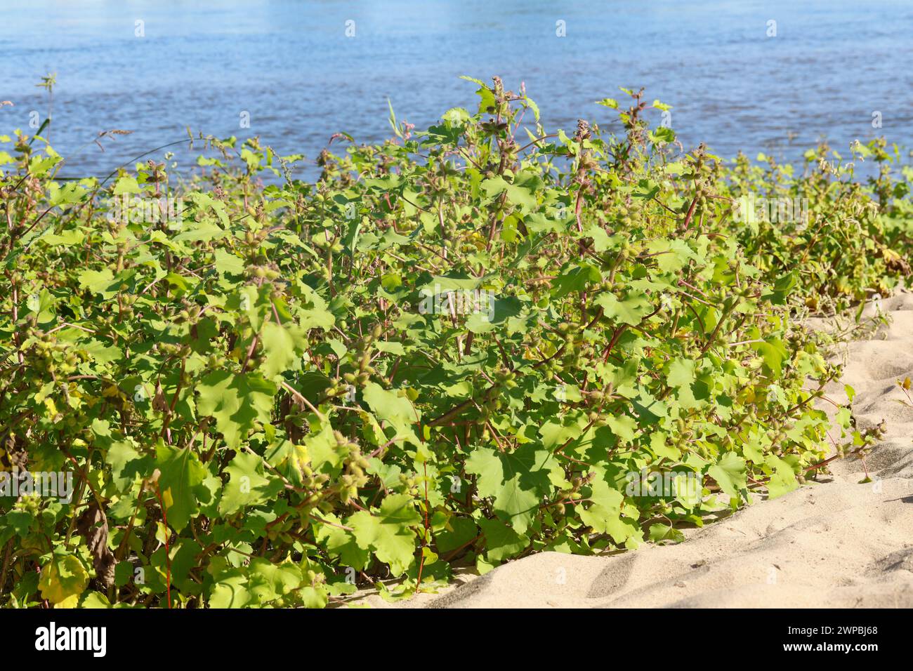Cocklebur (Xanthium albinum, Xanthium albinum subsp. Albinum), fructification, Allemagne Banque D'Images