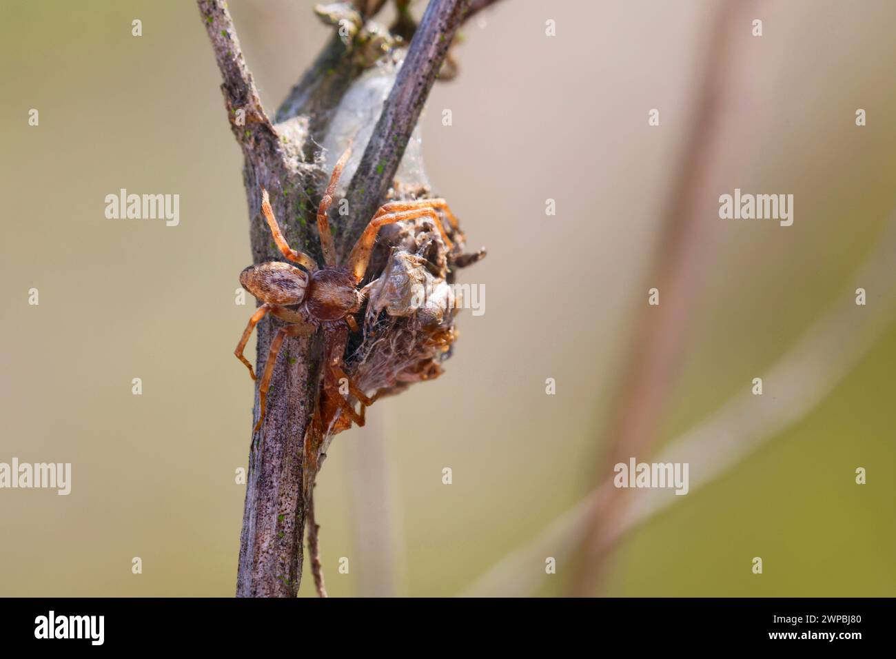 Araignée crabe philodromide, araignée crabe errante (Philodromus CFF aureolus), femelle au nid, Allemagne Banque D'Images