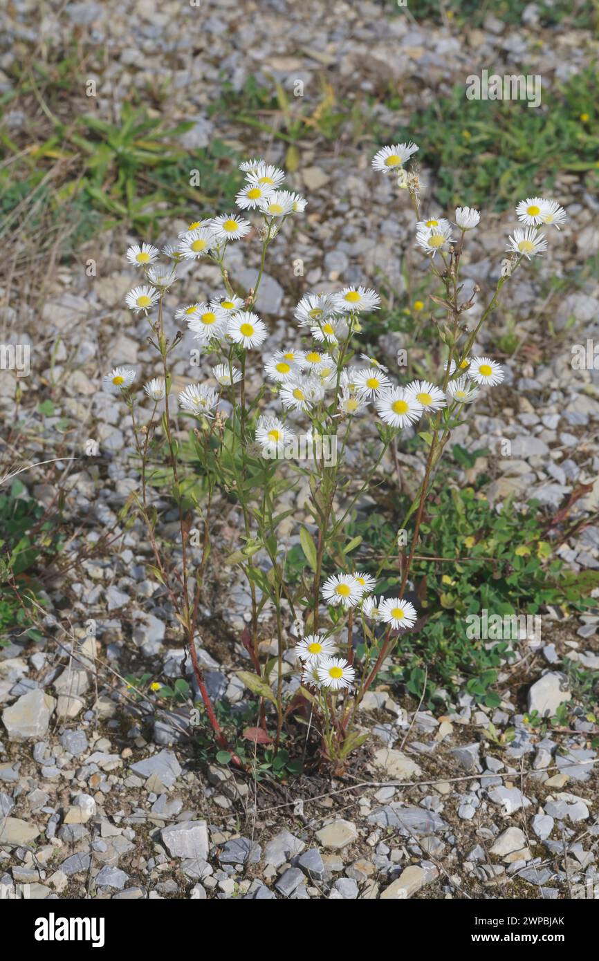 Vergerette annuelle, daisy fleabane, sweet scabious, Eastern daisy fleabane, blanc-top (vergerette Erigeron annuus), blooming, Allemagne Banque D'Images