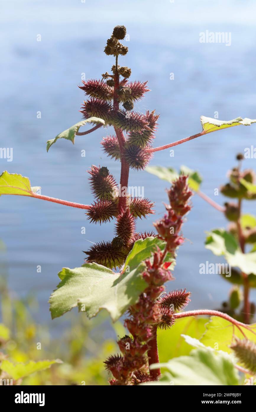 Cocklebur (Xanthium albinum, Xanthium albinum subsp. Albinum), fructification, Allemagne Banque D'Images