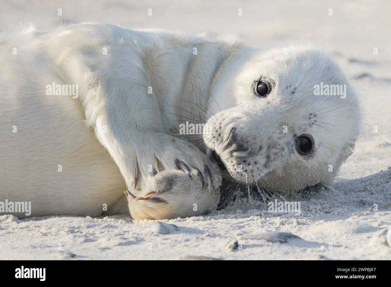 Phoque gris (Halichoerus grypus), bébé phoque à fourrure blanche couché sur la plage de sable, Allemagne, Schleswig-Holstein, Heligoland, Insel Duene Banque D'Images