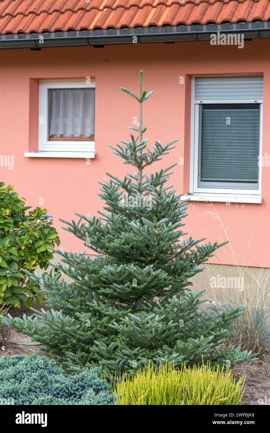 Sapin coréen (Abies koreana 'Silberlocke', Abies koreana Silberlocke), habit, cultivar Silberlocke Banque D'Images