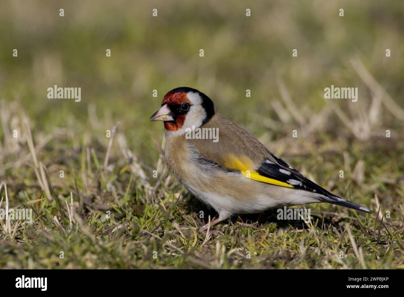 Goldfinch eurasien, goldfinch européen, goldfinch (Carduelis carduelis), femelle mangeant dans un pré, vue de côté, Italie, Toscane Banque D'Images