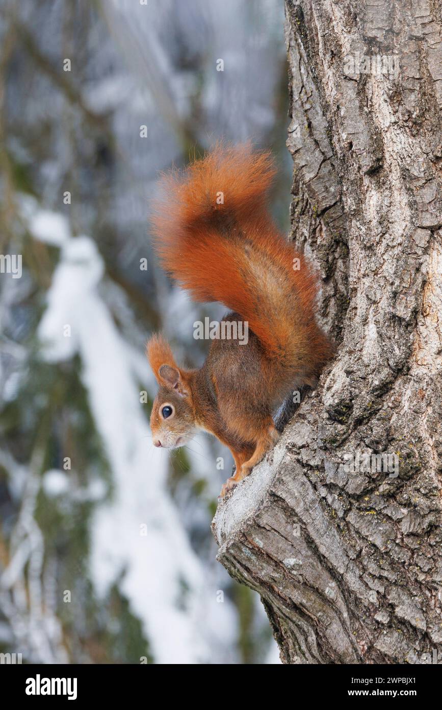 Écureuil roux européen, écureuil roux eurasien (Sciurus vulgaris), assis la tête la première sur un tronc de chêne en hiver, Allemagne, Bavière Banque D'Images