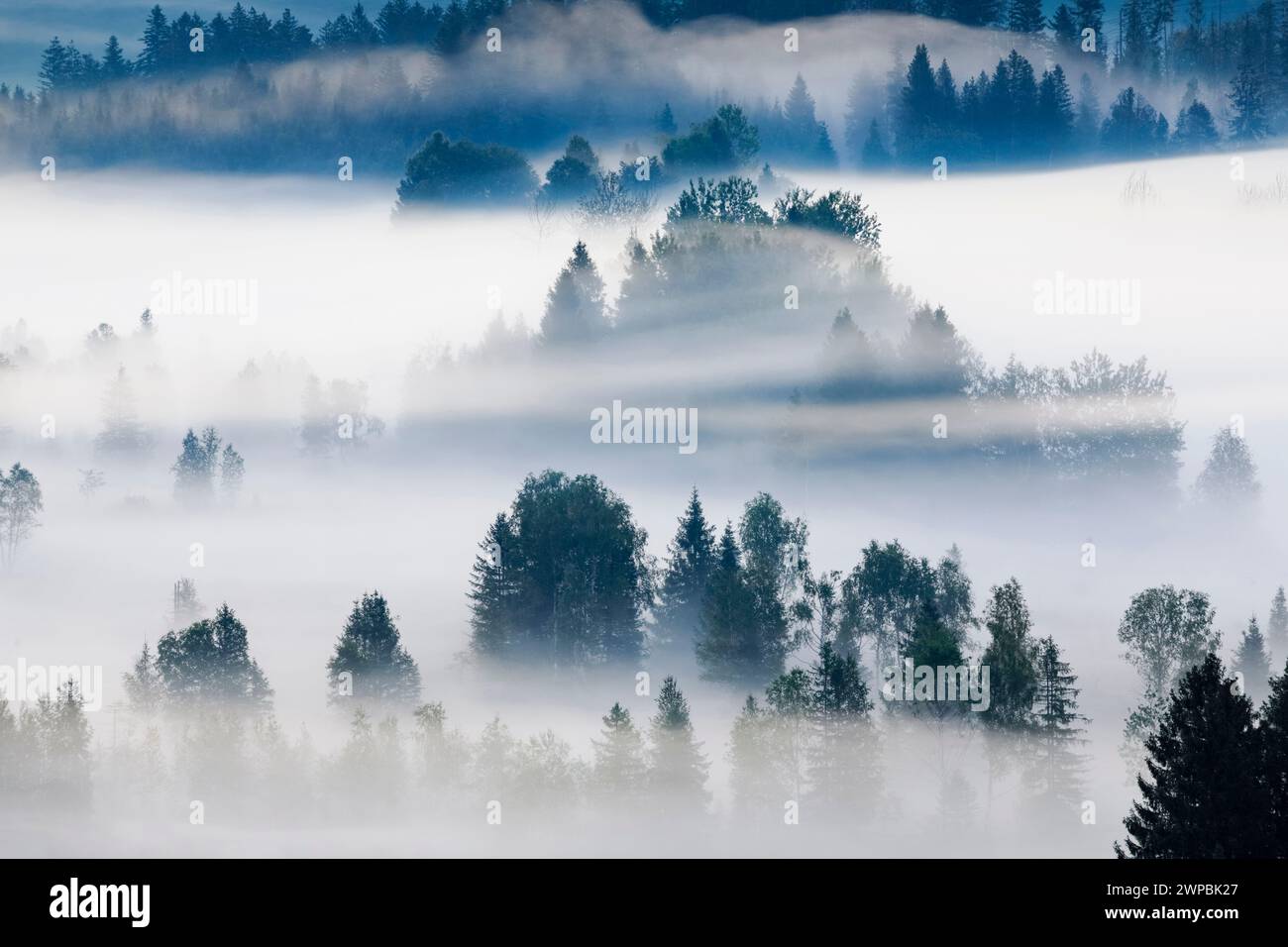 Gaufrettes de brume et de forêt à la haute lande de Rothenthurm, Suisse, Schwyz Banque D'Images