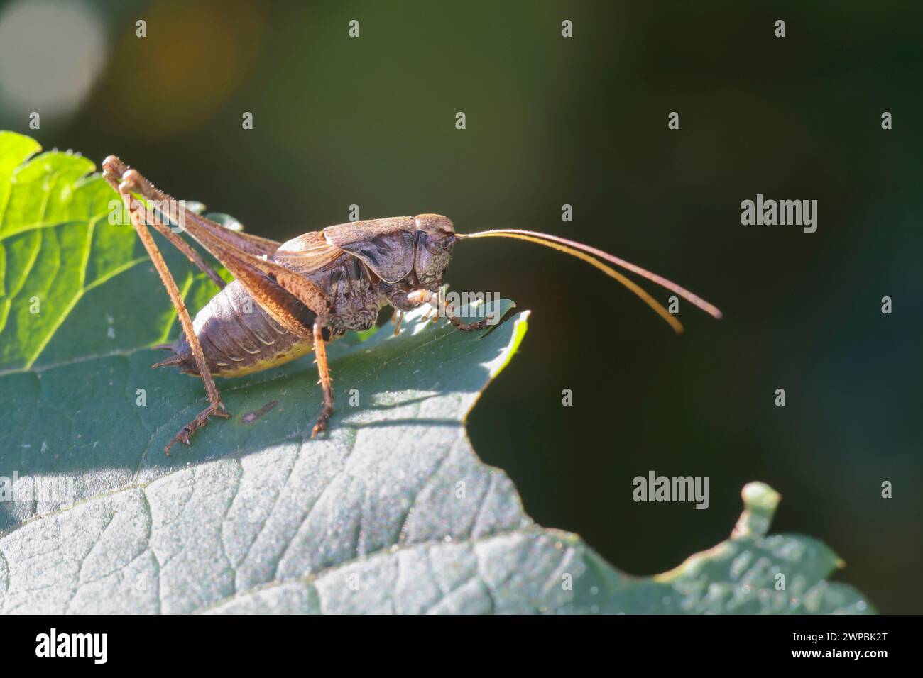 Griseoaptera, Thamnotrizon cinereus, mâle assis sur une feuille, vue de côté, Allemagne Banque D'Images