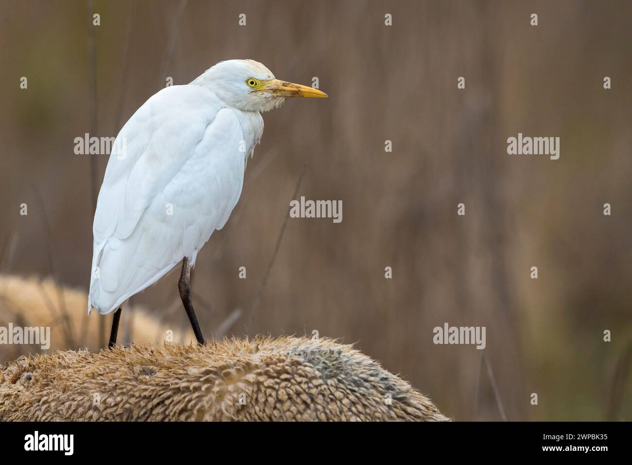 Aigrette de bovins, héron à dos de chamois, aigrette de bovins de l'Ouest (Ardeola ibis, Bubulcus ibis), debout sur le dos d'un animal, Italie, Toscane, Piana fiorenti Banque D'Images