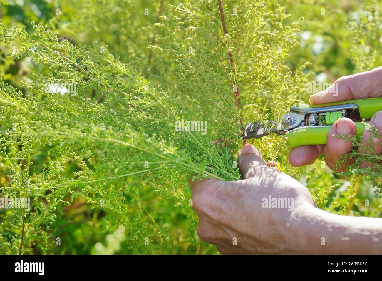 L'armoise douce, l'annie douce, l'armoise douce, l'armoise annuelle, l'armoise annuelle (Artemisia annua, Artemisia chamomilla), est récoltée, Allemagne Banque D'Images